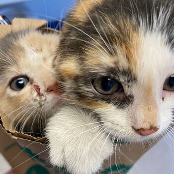 Los colaboradores del refugio esperan