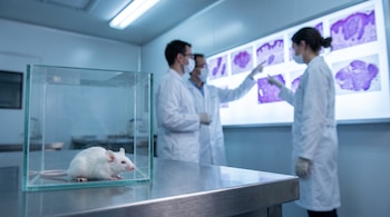 Ratón blanco en caja de vidrio transparente sobre mesa de acero; al fondo, dos científicos con batas y mascarillas observan paneles iluminados con imágenes médicas.