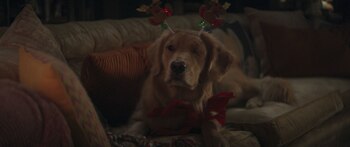 Lucky es el fiel compañero