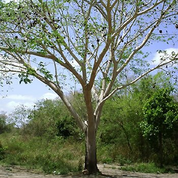 Árbol el Pich en Quintana