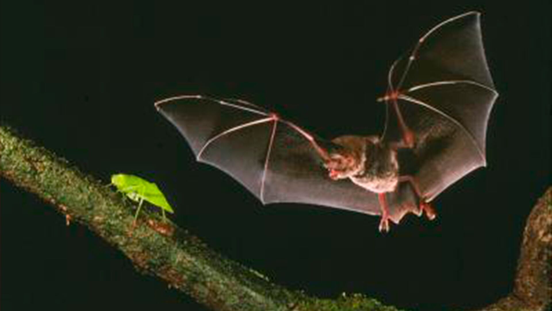 El murciélago de labios con flecos se destaca por su singular estrategia de caza nocturna/Merlin Tuttle