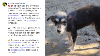 Este fue el mensaje de la senadora animalista Andrea Padilla - crédito andreanimalidad/Instagram