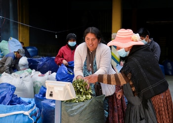 Un cocalero pesa las hojas