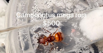hormiga mexicana