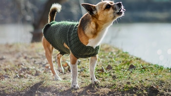 Juan Manuel Linquindoli, adiestrador canino: