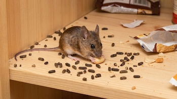 Se houver manchas em algum lugar da casa, o melhor a fazer é removê-las tomando vários cuidados para proteger sua saúde (ViualesIA Scribnews)