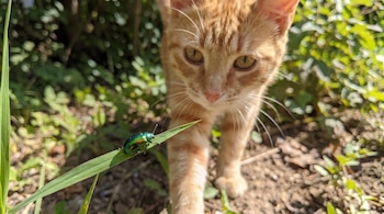 Un gato atigrado de color naranja mira un escarabajo verde iridiscente sobre una hoja de hierba en primer plano con fondo de follaje y tierra.