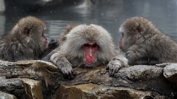 Un zoo de Tokio adaptará