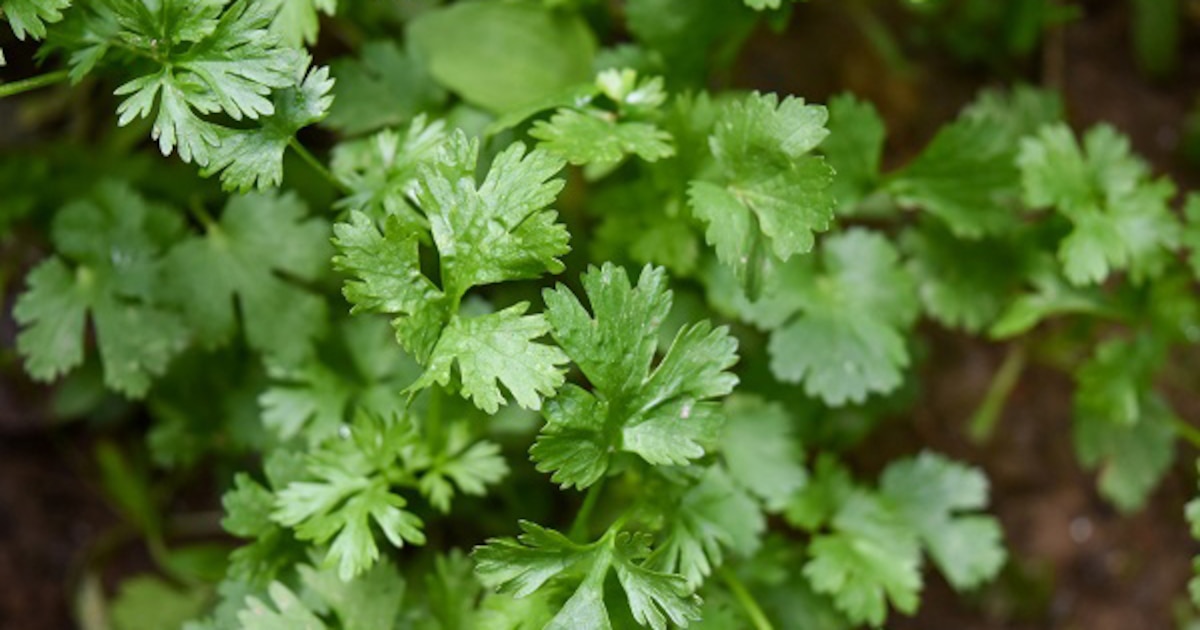 El Poder Oculto del Cilantro: Beneficios Sorprendentes para tu Salud