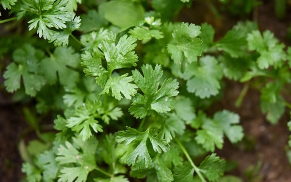 El cilantro aporta antioxidantes y vitaminas esenciales como A, C y K, fortaleciendo la salud general y el sistema inmunológico