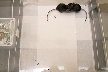 Para estudiar un sistema tan