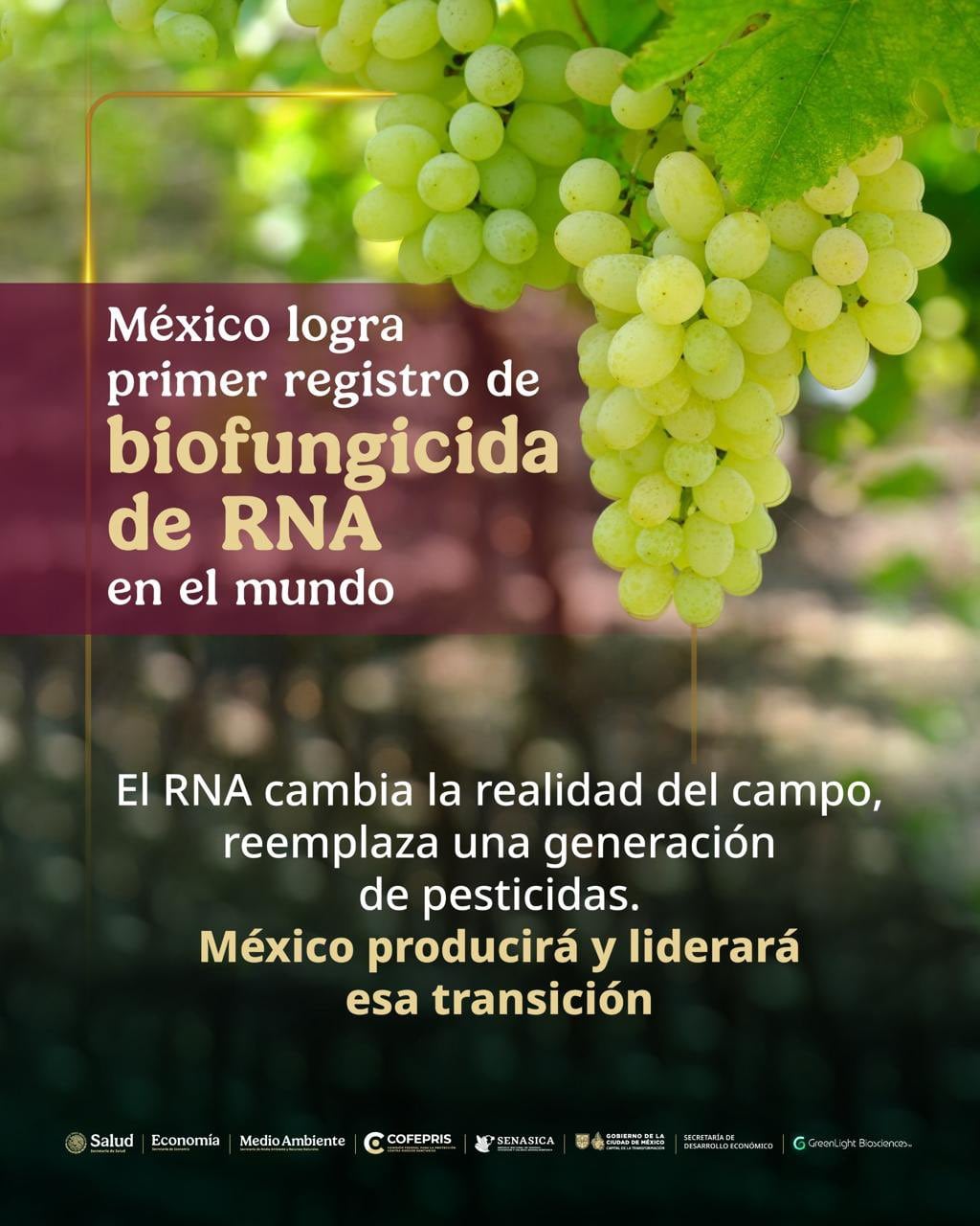 Ebrard presentó el primer biofungicida mexicano.
Crédito: X/ @SE_mx