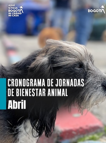 Las familias de Chapinero accederán a servicios veterinarios y esterilización sin costo en abril - crédito @alcaldiachapinero/IG