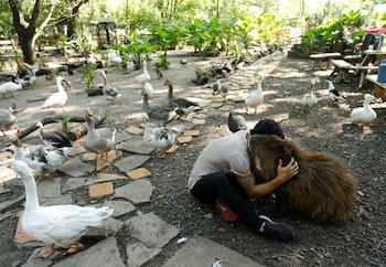 Un voluntario abraza a un carpincho rescatado en el santuario (Foto: Reuters/Mariana Greif)