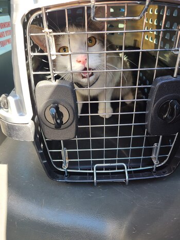 El felino en una transportadora