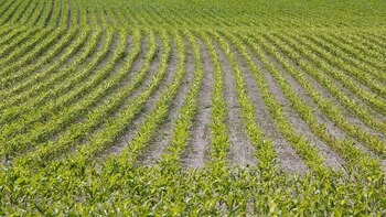 La científica busca revertir este