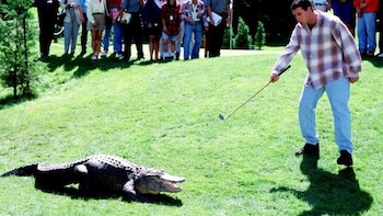 Un caimán que apareció en