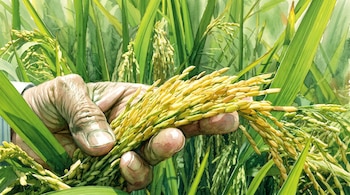 Pintura en acuarela de una mano que sostiene espigas de arroz maduras entre hojas y tallos verdes.