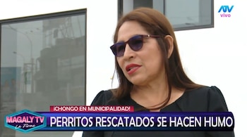Magaly Medina cuestiona destino de perros rescatados en SJM: “¿Cómo estar seguros que no han caído nuevamente en manos inescrupulosas? Captura: Magaly TV La Firme.