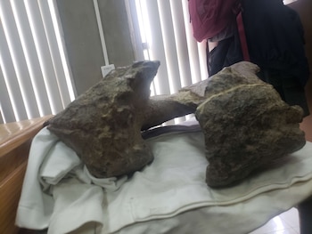 Restos del dinosaurio de la