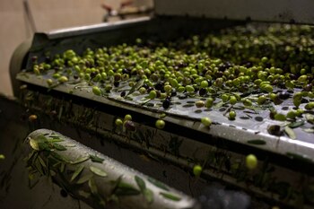 Hay diferentes tipos de aceite