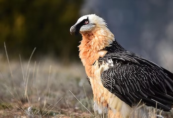 Un quebrantahuesos con plumaje anaranjado en el pecho, alas oscuras, pico curvo y anillo ocular rojo sobre hierba seca