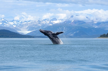 Ballena jorobada salta fuera del agua, mostrando su cuerpo oscuro y aletas. Al fondo, montañas nevadas, glaciares y un cielo nublado