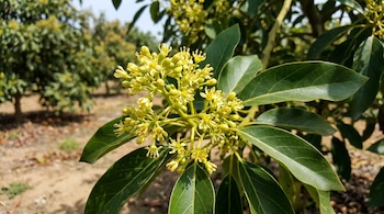 Primer plano de un racimo de flores de palta de color amarillo verdoso, hojas verdes oscuras y un huerto borroso en el fondo.
