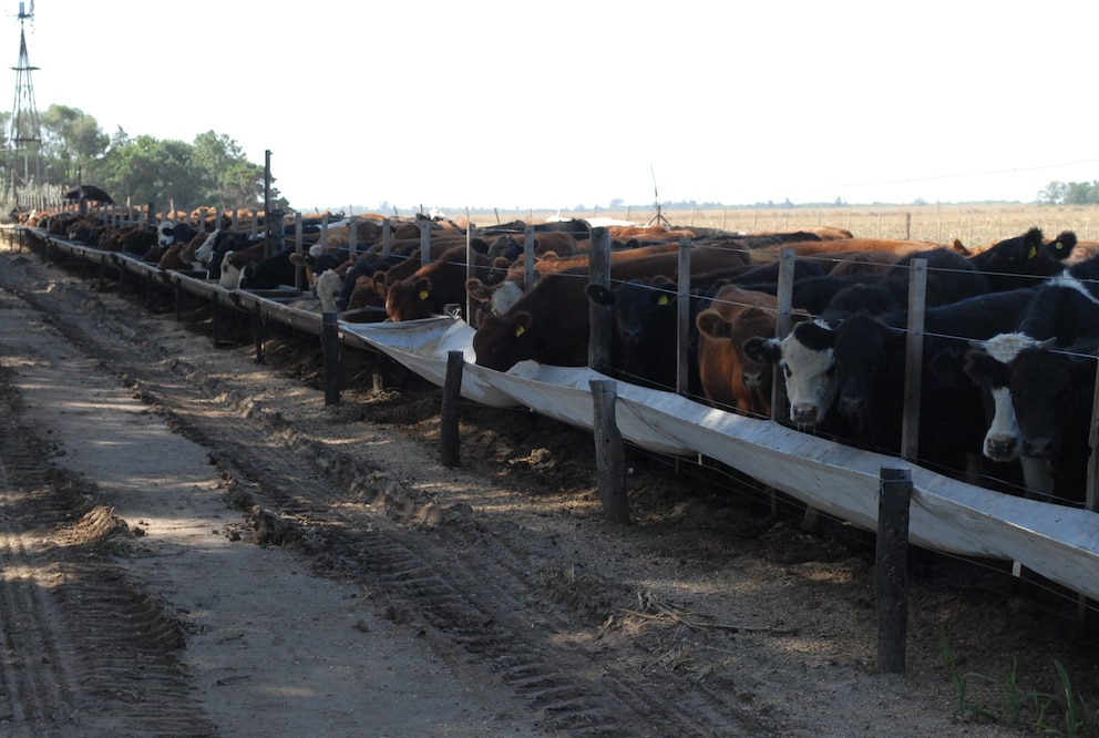 El ternero marca máximos históricos y presiona sobre los precios de la hacienda y la carne vacuna