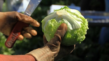 ¿Es seguro comer lechuga?