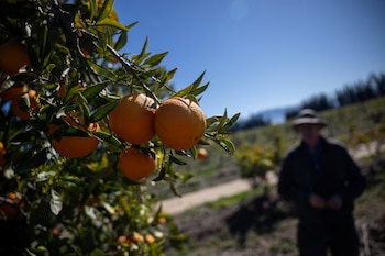 Los legisladores de Florida destinaron más de USD 320 millones en dos años fiscales para sostener a los cítricos frente desafíos climáticos y enfermedades de plantaciones (REUTERS/Carlos Barria)