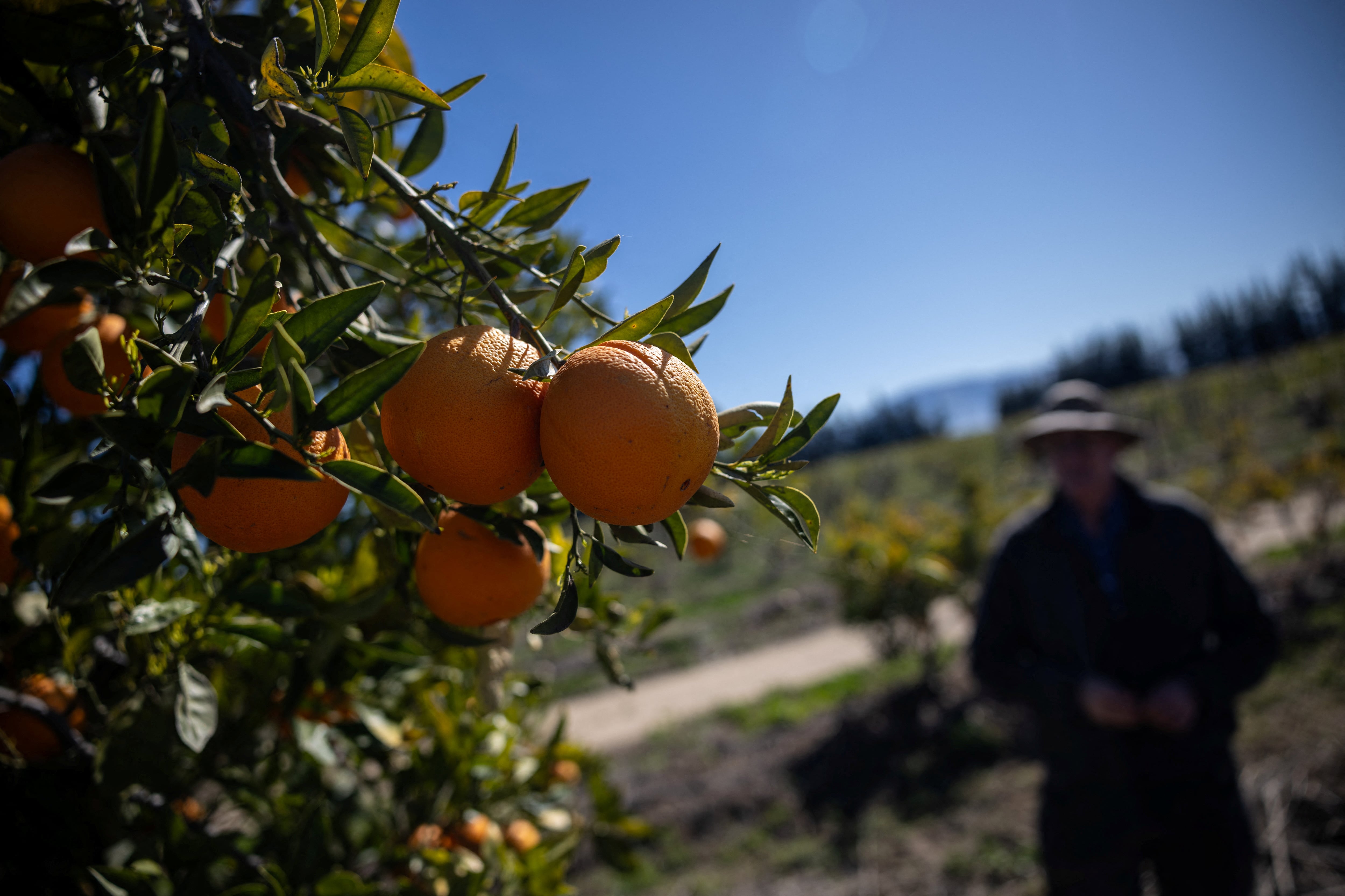 Los legisladores de Florida destinaron más de USD 320 millones en dos años fiscales para sostener a los cítricos frente desafíos climáticos y enfermedades de plantaciones (REUTERS/Carlos Barria)