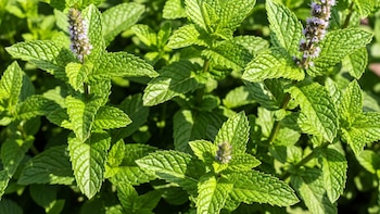 La hierbabuena comparte compuestos aromáticos