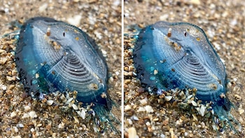 La velella velella que ha encontrado una mujer en una playa de Gales (@awakennaturehealing)