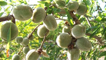 Esta semilla es rica en