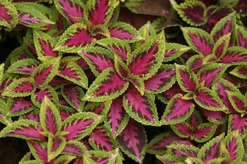 Cóleo, una de las tres plantas acuáticas fáciles de cuidar (Pexels)