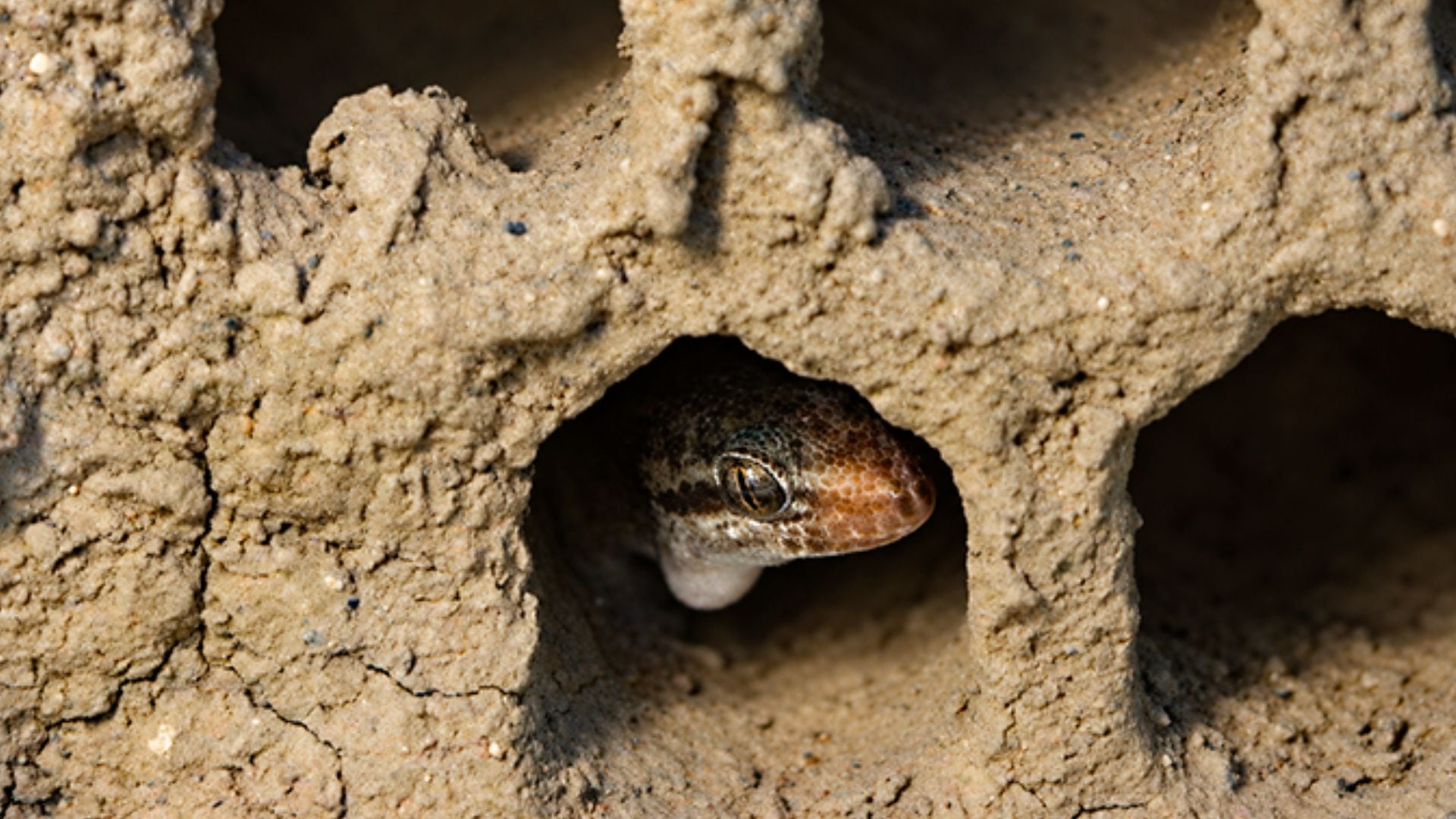 Gecko de Lima: Parque de las Leyendas realizará charla gratuita sobre el reptil amenazado que habita en las huacas