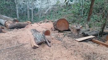 Guardaparques denuncian la tala de árboles sanos dentro del Parque Nacional Tikal en Guatemala