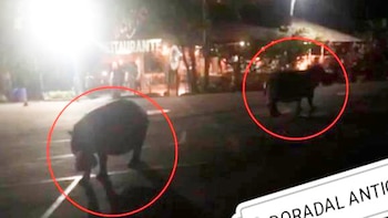 Tremendo susto: dos hipopótamos se atravesaron en vía de Doradal, Antioquia. Foto: Captura de pantalla Twitter.