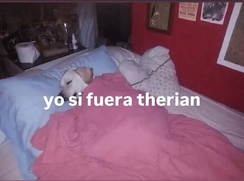 Un perro descansa plácidamente, ajeno