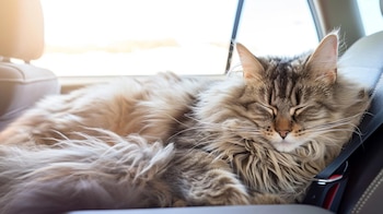 Entre los gatos domésticos, la