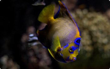 En los acuarios se podrán