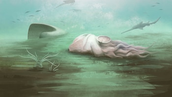 Descubren que el fósil de pulpo “más antiguo del mundo” pertenece a otra especie