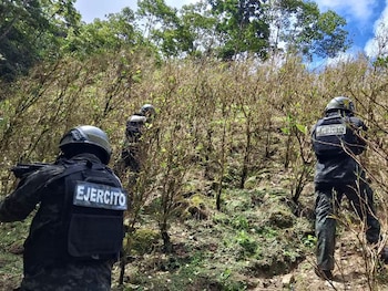 El cultivo se extendía sobre un terreno de unas tres manzanas en el sector de Ojo de Agua. (Foto: Fuerzas Armadas de Honduras)