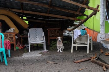 Tras las erupciones muchas mascotas