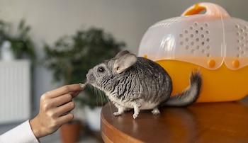 Día Internacional del Animal de Laboratorio - Animal de Laboratorio – Perú – noticias – 23 abril