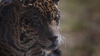 Video: jaguar juvenil se paseó