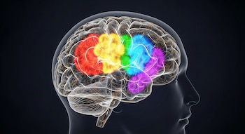La corteza prefrontal del cerebro