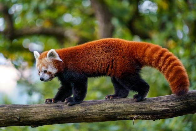 Las imágenes de las cámaras trampa permitieron identificar individuos de panda rojo por el pelaje y estimar una población mínima con marcaje y recaptura (Magnific)