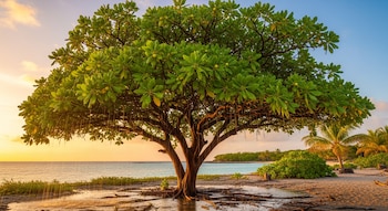 Un gran árbol de la muerte con follaje verde y pequeños frutos se erige en una playa tropical al atardecer. Sus raíces están expuestas en la arena húmeda.